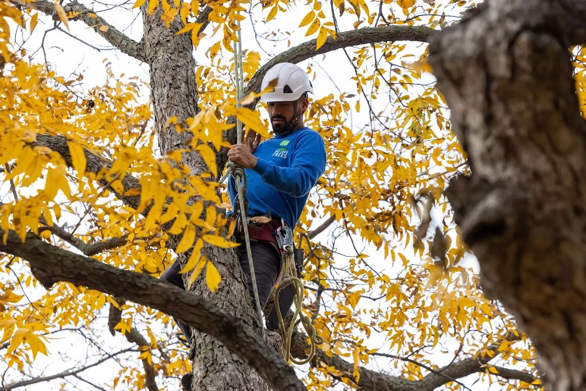 Skilled Tree Trimming crew working in Norwich
