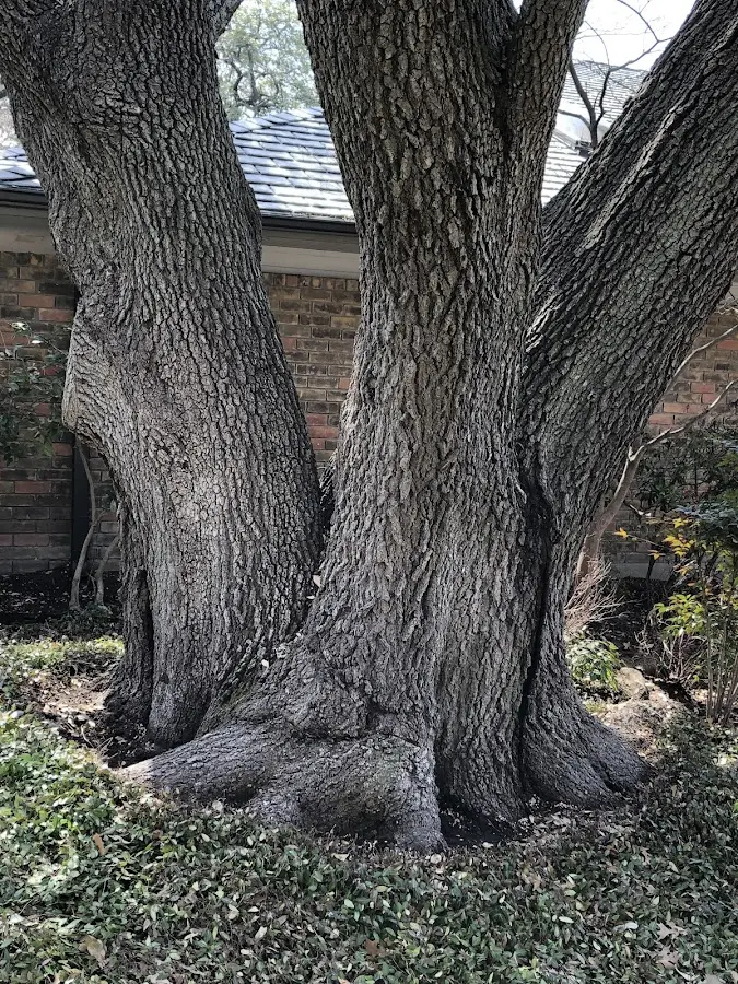 Mature heritage tree close to a Norwich property cared for by certified arborists